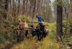 Carte Postale (40) Landes