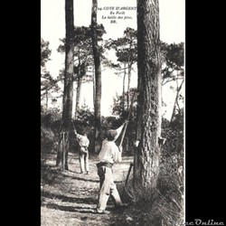 Carte Postale (40) Landes