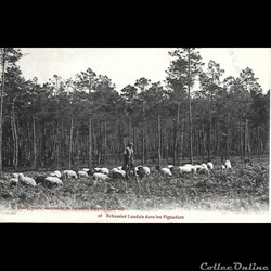 Carte Postale (40) Landes