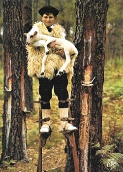 Carte Postale (40) Landes