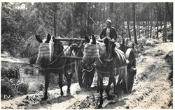Carte Postale (40) Landes