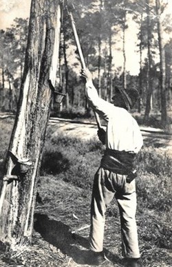 Carte Postale (40) Landes