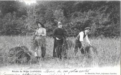 Carte Postale (40) Landes