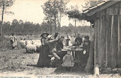 Carte Postale (40) Landes