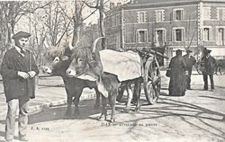 Carte Postale (40) Dax Attelage de Boeufs
