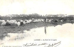 Carte Postale (40) Landes