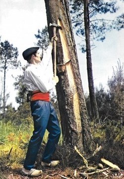 Carte Postale (40) Landes