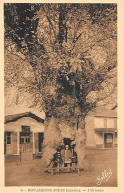 Carte Postale (40) Biscarosse