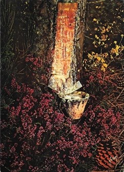 Carte Postale (40) Landes