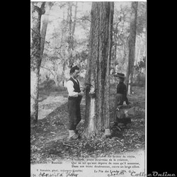Carte Postale (40) Landes
