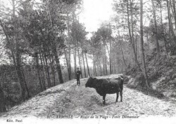Carte Postale (40) Biscarosse