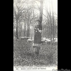 Carte Postale (40) Landes