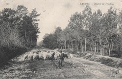 Carte Postale (40) Landes