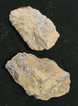 Birbis