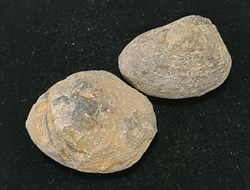 Bivalves