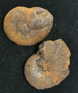 Amonites