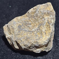 Stromatolite