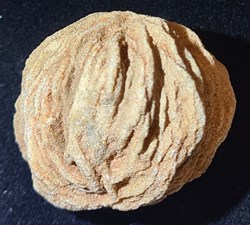 Rose des sables