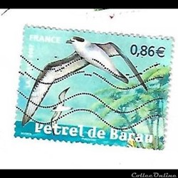 animaux - Pétrel de Barau