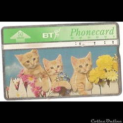 ANGLETERRE - Chatons