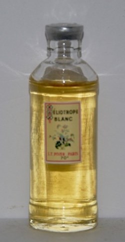 PIVER Louis Toussaint - Héliotrope blanc