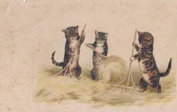 Chats - Champs 3