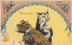 Chats - Amoureux verts - Série 678 - Divorcés