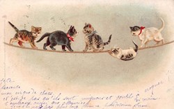 Chats - Sur la corde - Série 4 - 9