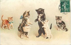 Chats - Dis bonjour à la dame - 295