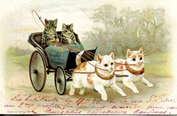 Chats - Calèche