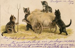 Chats - Champs 4 - Série 1042