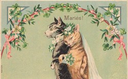 Chats - Amoureux verts - Série 678 - Mariés