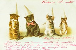 Chats - Chapeaux pointus