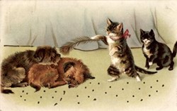 Chats - Chatouillis