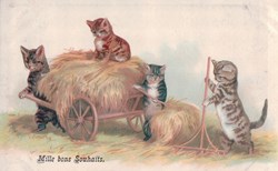 Chats - Champs 2