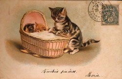 Chats - Berceau