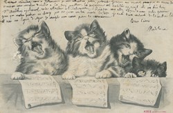Chats - Trio de chanteurs - 4353