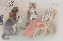 Chats - Malade 1