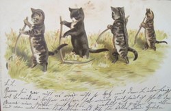 Chats - Champs 1 - série 1042