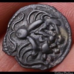 série 31 Lamellaire à la tête de Pallas