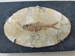 dapalis macrurus stampien