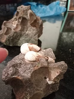 nececito saber que  es este caracol que me encontre