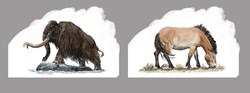 animaux couleurs 2