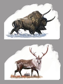 animaux couleurs