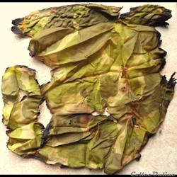 morceau de parachute camouflé US