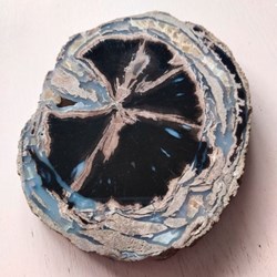 Bois fossilisé (Wyoming)