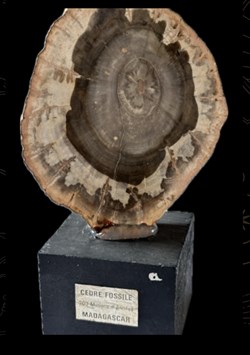 Bois fossile
