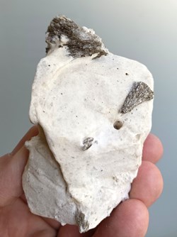 Muscovite (pseudomorphose après ?) sur Gypse (ou "Couseranite")