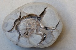 Septaria (France)