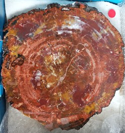 Bois fossilisé XXL (Arizona)